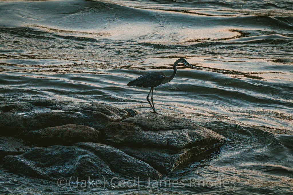 I'm not much of a bird enthusiast but I'll take a picture of a bird every now and then. This bird was just sitting there as people fished, waiting to snag a sample.

#columbusgeorgia #columbusga #colga #phenixcityal #phenixcity #phenixcityalabama #leecou… ift.tt/W5QmBpP