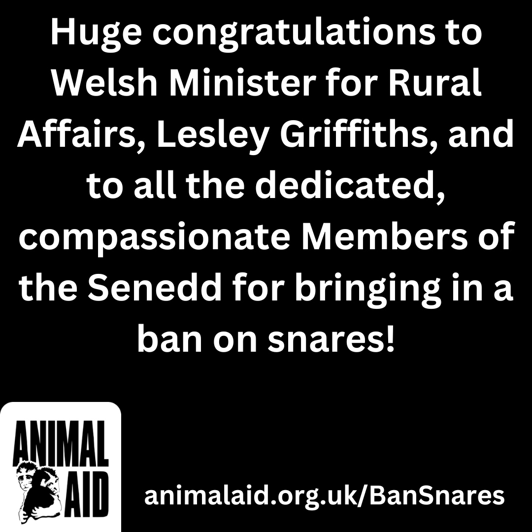 AnimalAid's tweet photo. Victory!! You did it!!! The ban on snares in Wales, introduced under the Agriculture Bill, has passed Stage 4, and has become law! #BanSnares #BanSnaring ๐ฆ ๐ฐ ๐ฑ
๐ https://t.co/NVacf8PvLJ
@BBCWales @BBCWalesNews @WalesPolitics @WalesOnline @NationCymru https://t.co/rVcutBLgfB
