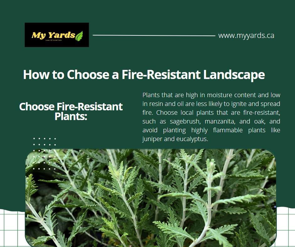 'Creating a Fire-Safe Oasis: Discover the Best Fire-Resistant Plants for Your Landscape!'

Follow Us For More!

#yeg #yeglocal #yegbusiness #edmonton
#MyYard #myyards #lawncare #lawnmaintenance #lawnmowing #lawncareservice #myardsservices #lawn #lawnservice #lawncarelife #lawns