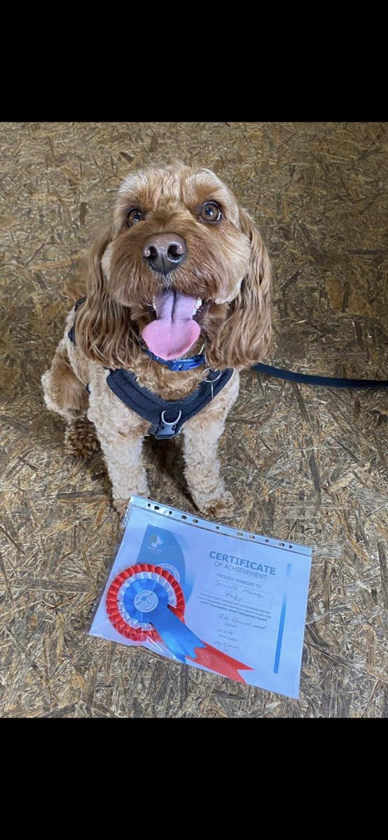 Stickney Primary (@stickneyprimary) on Twitter photo Look who’s passed his foundation training! Well done to Toby our school dog. Look who’s passed his foundation training! Well done to Toby our school dog.