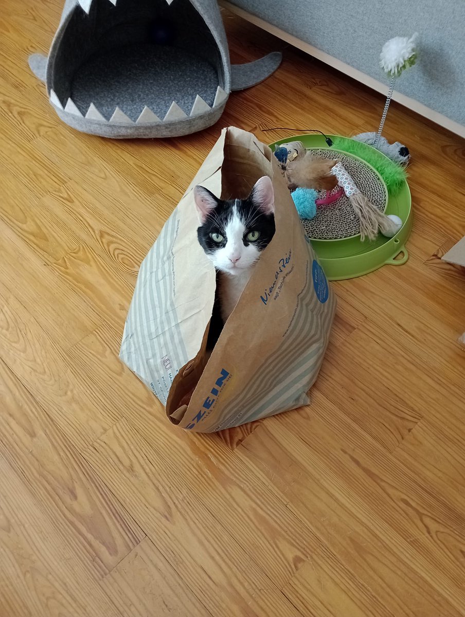 smos_91's tweet photo. @simplecatnft This old lady :) https://t.co/nIzgWGpSVD