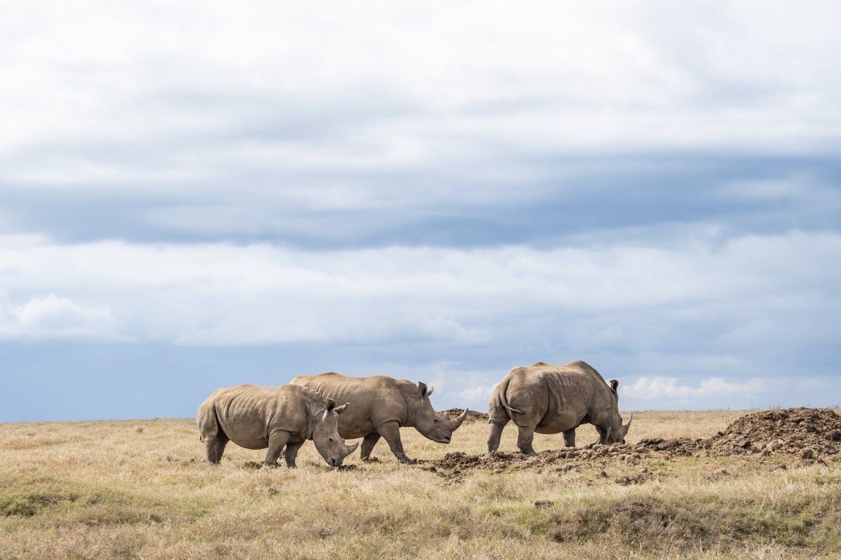 Welcome to rhino country 🦏

Solio Ranch in Kenya is one of the most successful rhino breeding sanctuaries in East Africa, with over 200 rhinos. Seeing over 20 rhinos at a time is not uncommon here.

Do you know what species of rhino are seen in these images?#wildlifephotography