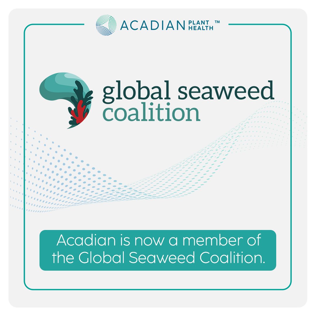 Acadian has officially joined the Global Seaweed Coalition to support the seaweed industry in providing safe products, working conditions and environmental protection. Read the full press release here: bit.ly/431jqbh @Safe_Seaweed