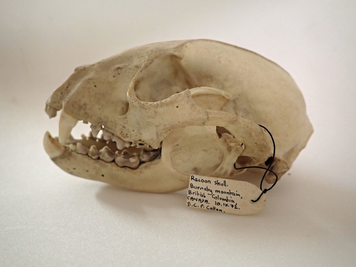 Dublin's Dead Zoo (@dublindeadzoo) on Twitter photo <a href="/DBNherbariumOPW/">DBNherbarium</a> <a href="/BSBIbotany/">BSBI: Botanical Society of Britain & Ireland</a> <a href="/EnvSc_ITSligo/">Environmental Science, ATU Sligo</a> <a href="/BSBI_Ireland/">BSBI Ireland</a> <a href="/NBGGlasnevinOPW/">NBG Ireland</a> <a href="/IWDGnews/">Irish Whale and Dolphin Group</a> <a href="/BioDataCentre/">Biodiversity Ireland</a> <a href="/atusligo_ie/">ATU Sligo</a> <a href="/NMIreland/">National Museum of Ireland</a> <a href="/HeritageIreOPW/">Heritage Ireland</a> You can say that again, Don Cotton's collections are as varied as his interests. Staff in the dead zoo are still getting to grips with the zoological material! <a href="/DBNherbariumOPW/">DBNherbarium</a> <a href="/BSBIbotany/">BSBI: Botanical Society of Britain & Ireland</a> <a href="/EnvSc_ITSligo/">Environmental Science, ATU Sligo</a> <a href="/BSBI_Ireland/">BSBI Ireland</a> <a href="/NBGGlasnevinOPW/">NBG Ireland</a> <a href="/IWDGnews/">Irish Whale and Dolphin Group</a> <a href="/BioDataCentre/">Biodiversity Ireland</a> <a href="/atusligo_ie/">ATU Sligo</a> <a href="/NMIreland/">National Museum of Ireland</a> <a href="/HeritageIreOPW/">Heritage Ireland</a> You can say that again, Don Cotton's collections are as varied as his interests. Staff in the dead zoo are still getting to grips with the zoological material!