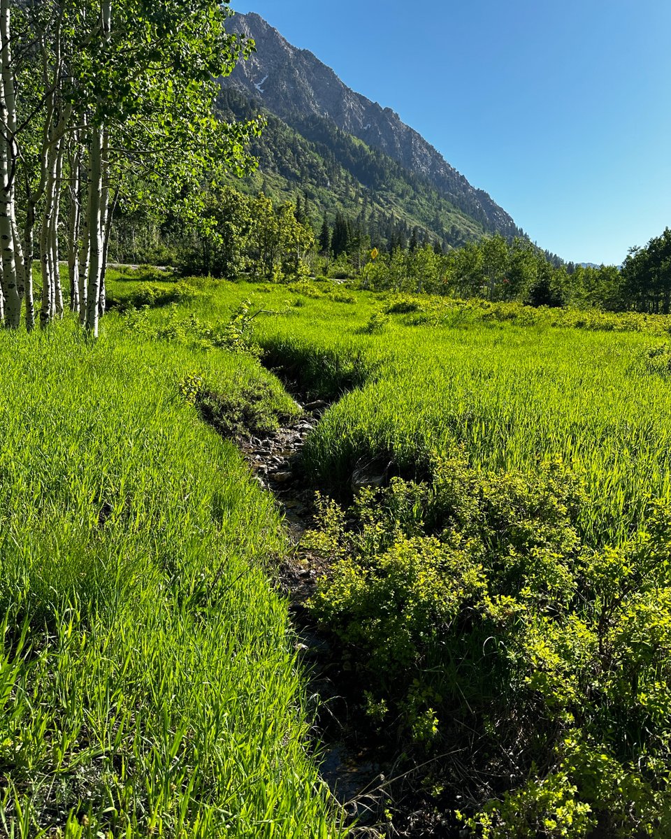 From deep powder to sprawling wildflowers, Little Cottonwood Canyon is a special place. Yesterday, over 200 employees, friends, family and community members gathered for the 42nd Annual Little Cottonwood Clean-Up, picking up trash along SR-210 to care for the place we call home.
