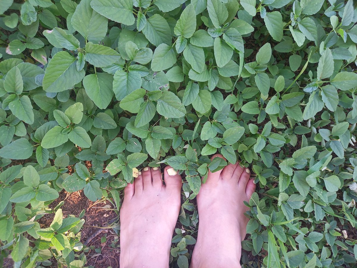 Supercandyfeet's tweet photo. Nature!
#feet #feetfree #feetpic #feetfetiche #pies #fotospies 
More free content in: 
https://t.co/OjhJn1Pso0 https://t.co/Yqc9zwIK2g