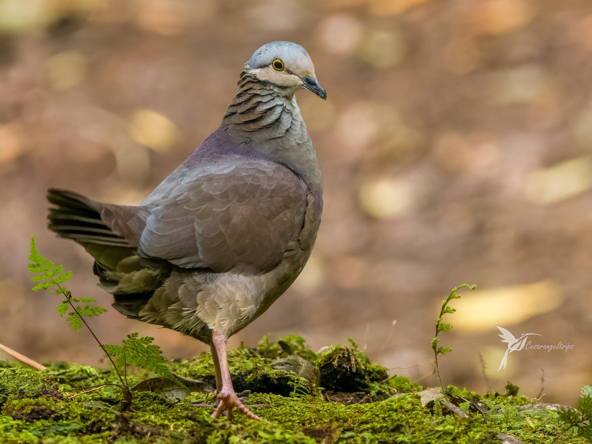 cesarangeltrips's tweet photo. Si me pongo intenso este #miercolesdeemplumados es porque estoy sacando pecho de felicidad como la
🇨🇴Paloma-perdiz Bigotuda porque podré seguir aportando al país y a muchas comunidades desde el turismo de naturaleza
🇺🇸White-throated Quail-Dove
🔬Zentrygon frenata
#BirdsOfTwitter https://t.co/ZB4TiZA7dn
