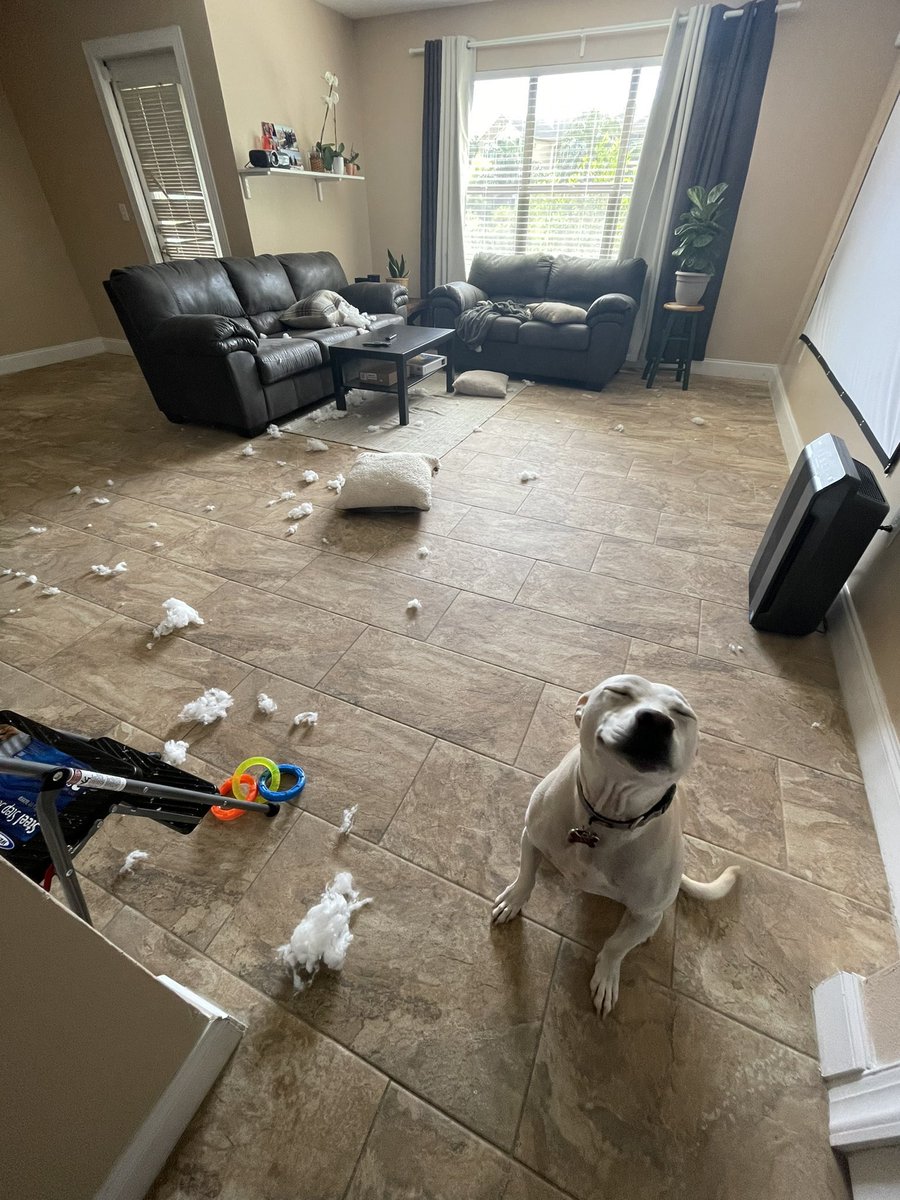 💖 (@twaniimals) on Twitter photo 