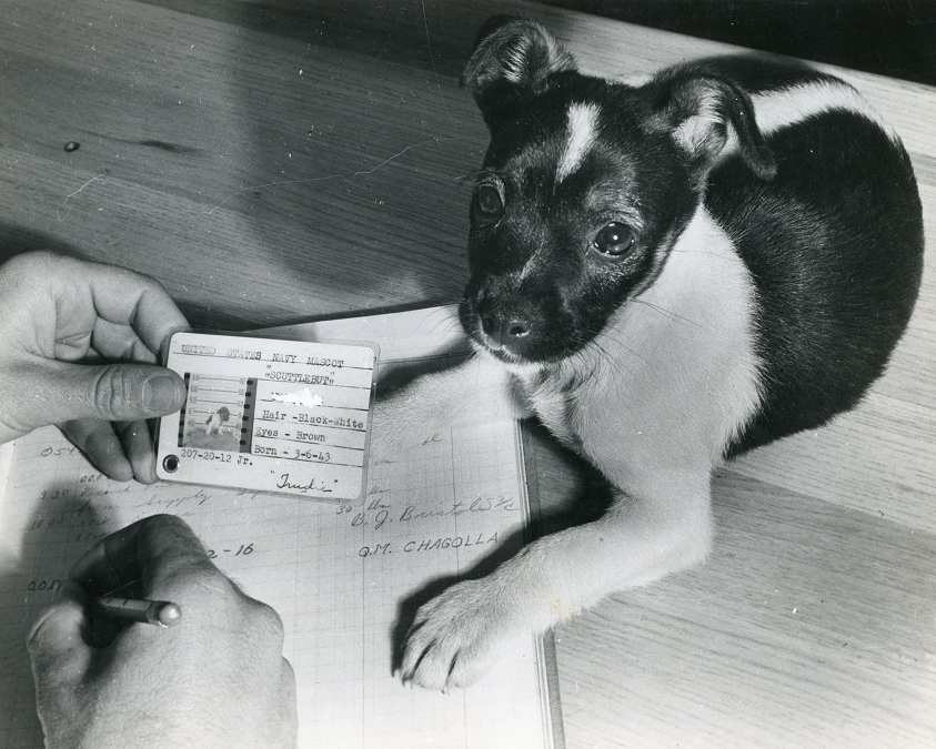 Today's Document on Twitter "Puppy! Scuttlebutt was the mascot of a U