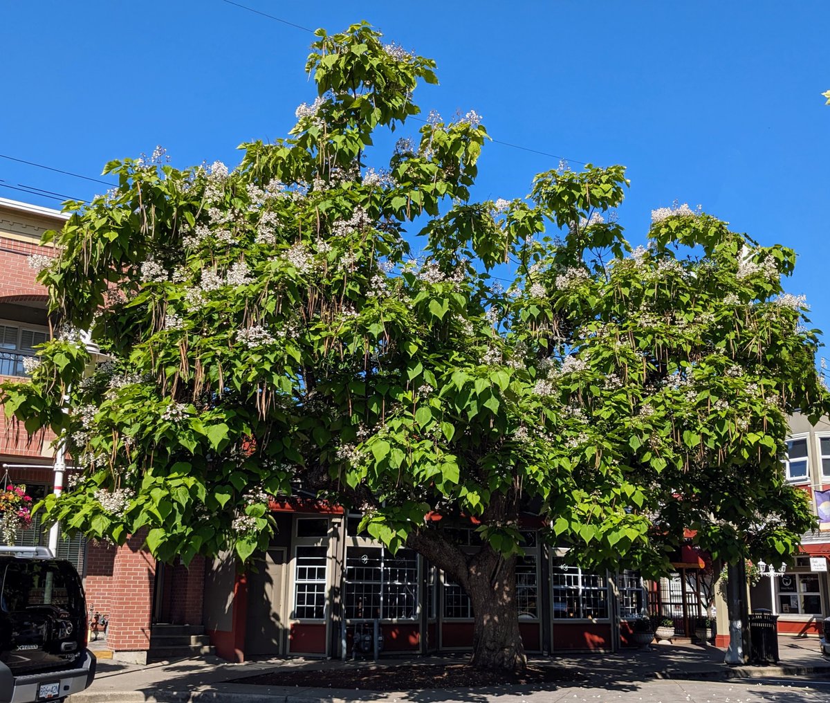 The Catalpa tree on Wesley Street this morning in all its glory.