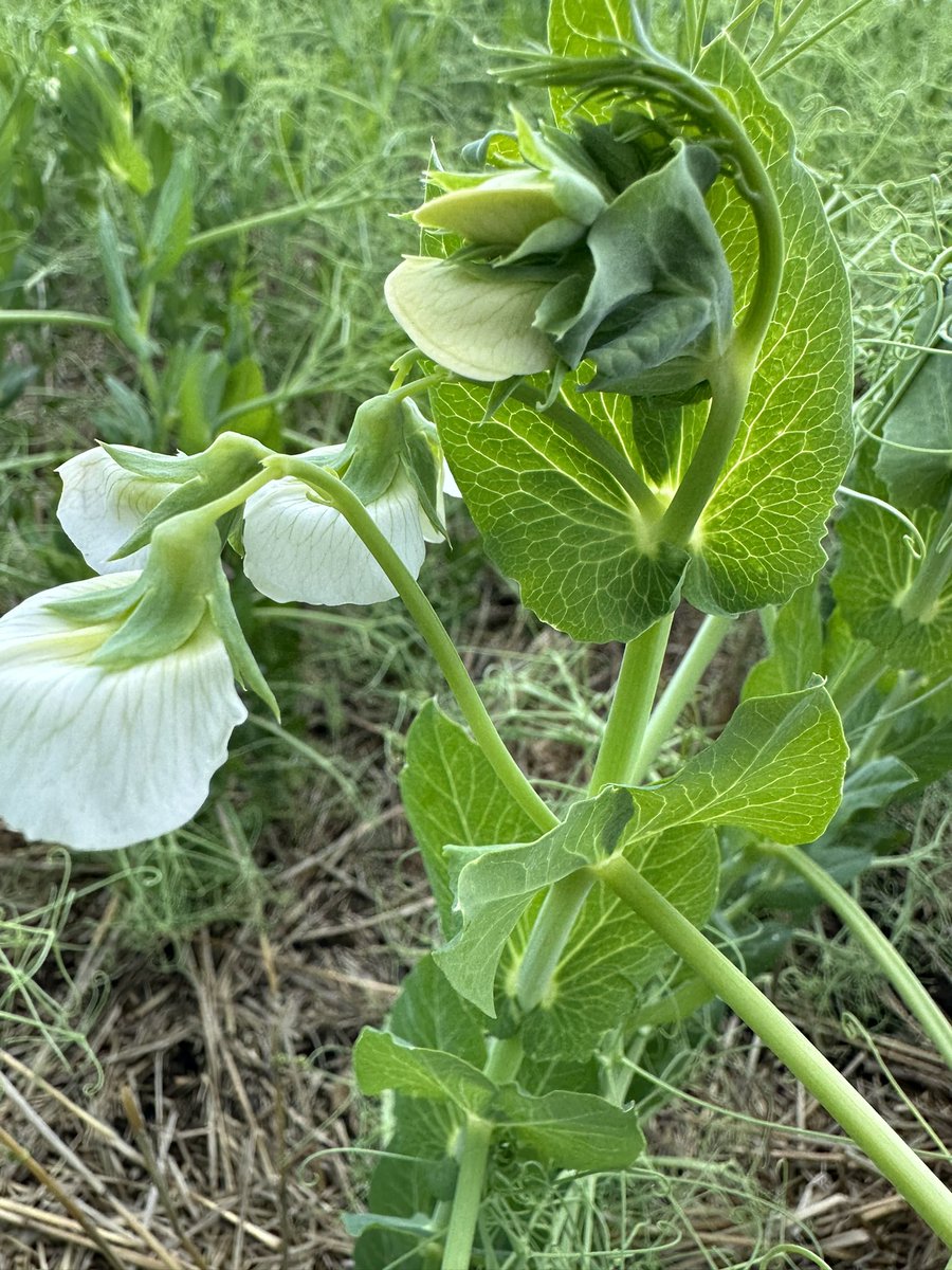 Kotylak On Twitter Peas Don t Like Excess Water varieties Aren t 