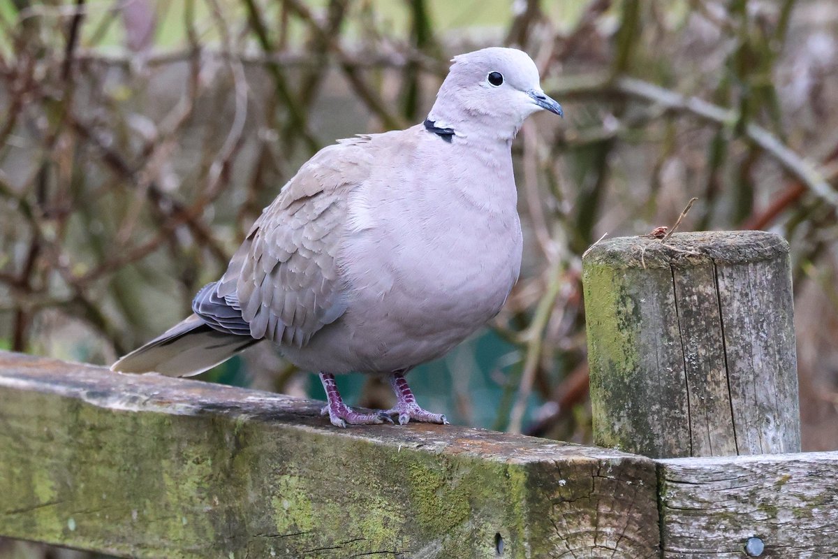 @sykesjeff Collared dove standing on a fence. 😸