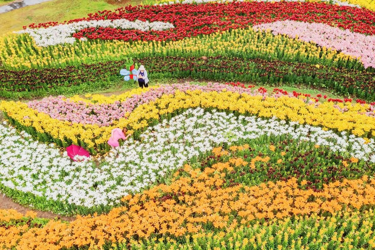 Descubre_China's tweet photo. 📍 Donghai, China 🇨🇳 🌺
¡Más de 500.000 lirios en floración! 🌺 Este bello paisaje es del Parque Nacional de Humedales en el condado de Donghai, provincia de Jiangsu.
#China #Asia #Humedal #Donghai #Flor #Lirios https://t.co/al0a5d172g