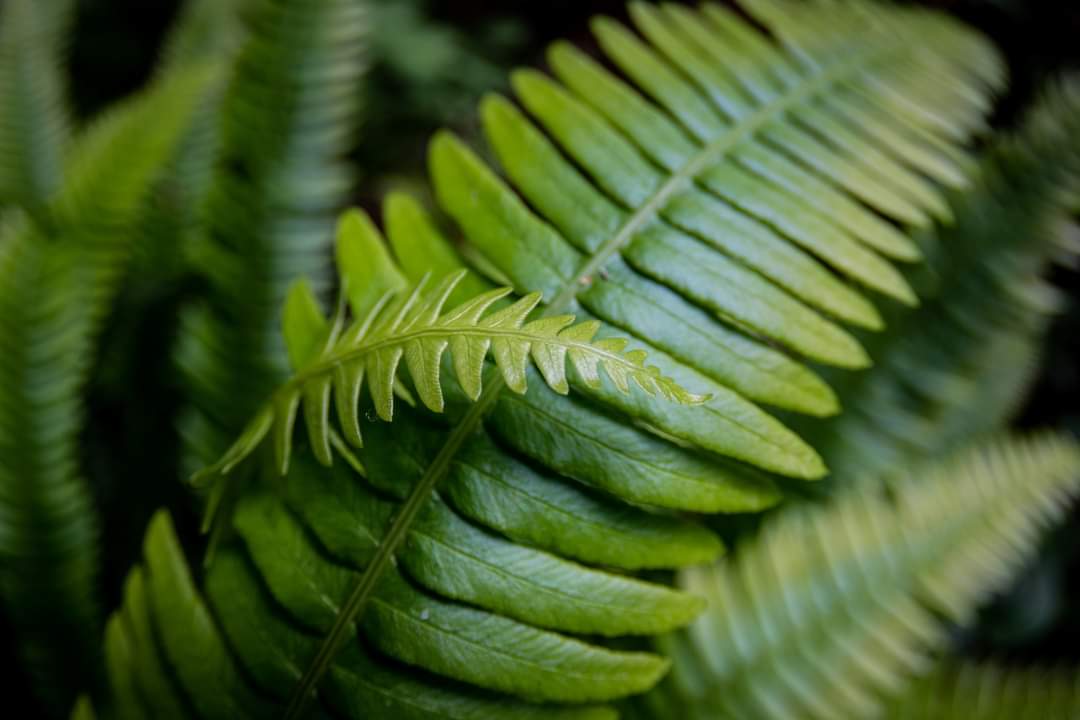 Let's show some love for the ferns along the Hotsprings Cove boardwalk!