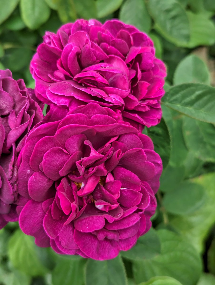 freckledesigner's tweet image. #rosewednesday