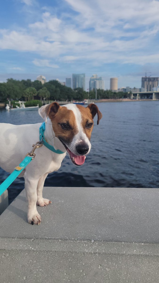 Stay safe from the heat alert and stay cool . Dog things. Love is trending 💕🐕💕🐕🫶 #WednesdayMotivation #wednesdaythought #dogs #dogsoftwitter #dogslover #doglife #dogmodel #doggo #ZSHQ #jrt #jackrussellterrier #jackrussell #jackrussellstyle #jackrussellmoments #safe