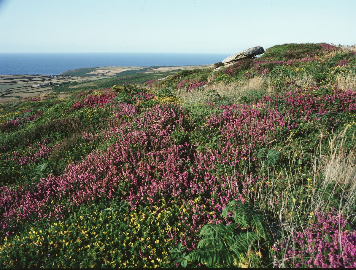 #Cornwall has a new Site of Special Scientific Interest (#SSSI) - West Penwith Moors and Downs. 

The confirmation means that 3,044 hectares of some of the country’s wildest and most dramatic landscape is now protected.   

Find out more: gov.uk/government/new…

📷 Peter Wakely