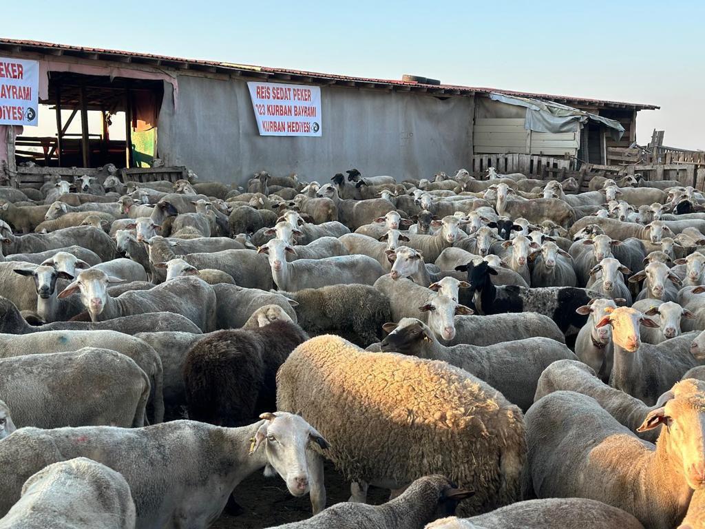“Gelenek gene bozulmadı. Bu kurban bayramında da Sedat Peker ihtiyaç sahiplerine binlerce kurban dağıttı” <a href="/sedat_peker/">Sedat Peker</a> #SedatPeker 
#KURBANBAYRAMI