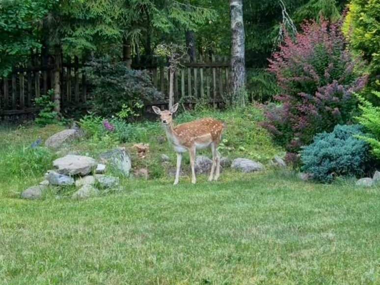 pw_wysocki's tweet image. #Kaszuby 🇵🇱