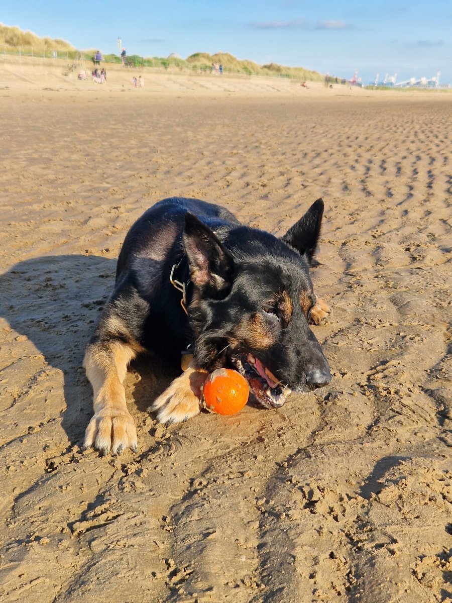 RPD Mod enjoying playing with his ball on the beach at Crosby along the Merseyside coast.