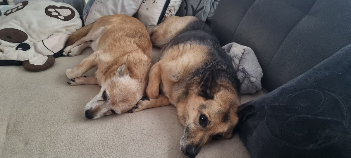 Kuschelzeit mit Nelly❤️