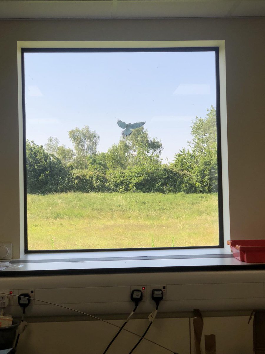 The beautiful sunny views from the @BritGeoSurvey stable isotope labs while pumping out some oxygen isotope runs. The heat is on 🔥☀
