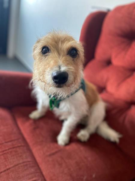 Please retweet to help Toby find a home #LINCOLNSHIRE #UK 

Active, affectionate, Jack Russell aged 9. He's a fantastic sniffer, needs to be the only pet and can live with children aged 11+ ✅

DETAILS or APPLY👇
jerrygreendogs.org.uk/adopt-a-dog
#dogs #pets #animals  #AdoptDontShop