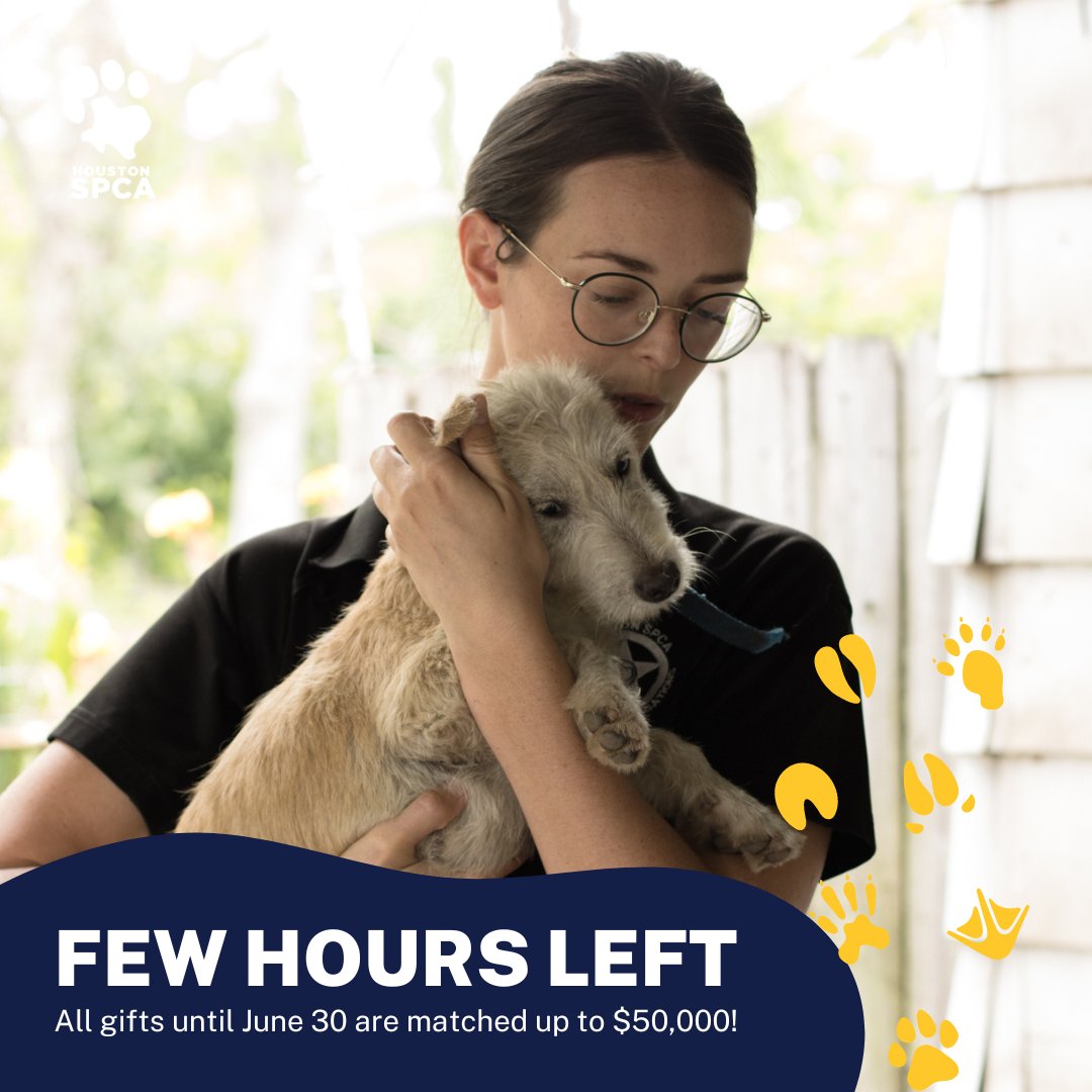 HoustonSPCA's tweet image. Few hours left to make twice the impact.

Double your gift until June 30 to make a bigger impact on animals in need. Your support can help pets like Bambam, who was rescued and received medical treatment by our expert team. 

GIVE TODAY: houstonspca.org/givelocal #GiveLocal #Dogs