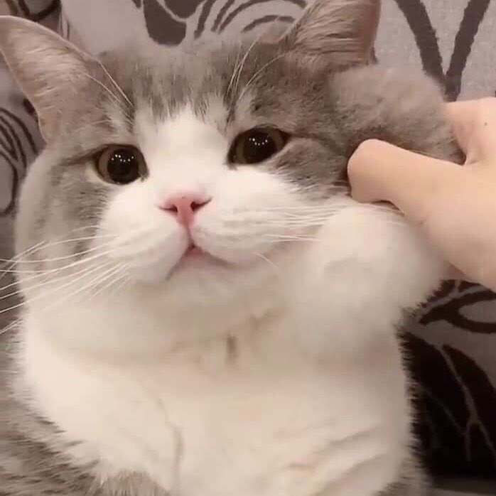 ismejppomu's tweet photo. 😼🤏🏻 😼✨ https://t.co/c3nCCujpH1