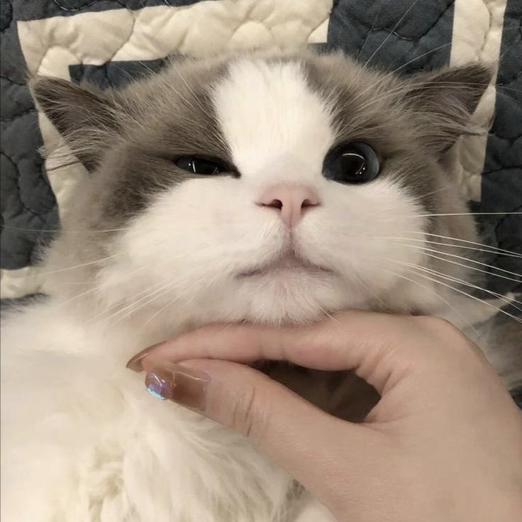ismejppomu's tweet photo. 😼🤏🏻 😼✨ https://t.co/c3nCCujpH1