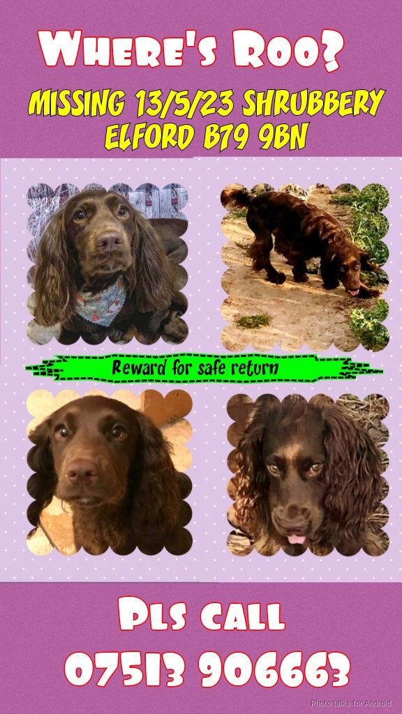 #SpanielHour 

#bringroohome 
PLS BRING HER HOME 

WHERE IS ROO NOW? 
IS SHE STILL WANDERING LOST? 
IS SHE HIDING NEAR YOU? 
WAS SHE STOLEN THAT DAY? 
WAS SHE FOUND & KEPT BY SOMEONE? 
#A513 #Elford #B79 13/5/23 was when her family last saw her 
doglost.co.uk/dog-blog.php?d…
