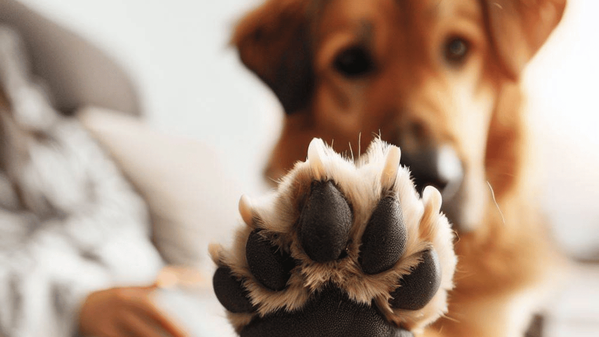 BarkyDogToys's tweet image. Have you ever wondered to yourself, "Why Do Dogs Put Their Paw on You?". Dogs communicate in many different ways, and their body language is a crucial part of how they convey their emotions. #dogaffection #dogbodylanguage #dogcommunication

barkydogtoys.com/why-do-dogs-pu…