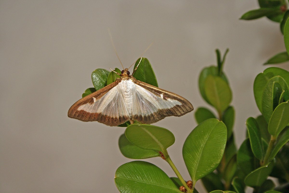 What's Hot at the PPDL: Box Tree Moth on Indiana's Doorstep tinyurl.com/33byzsny