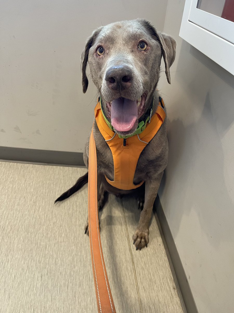 Morgiah's tweet photo. New day - new vet. This time an internal medicine dogtor! 🙏

https://t.co/8yRljBqNko

#valleyfever #desertveterinarymedicalspecialst #silverlabrador #souldog #gunnersquirrel https://t.co/XtMJ5ruVbc