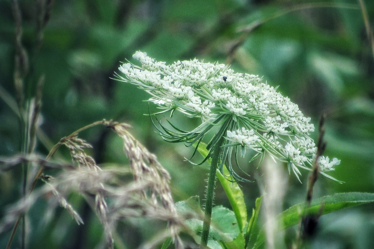 Queen Anne's Lace