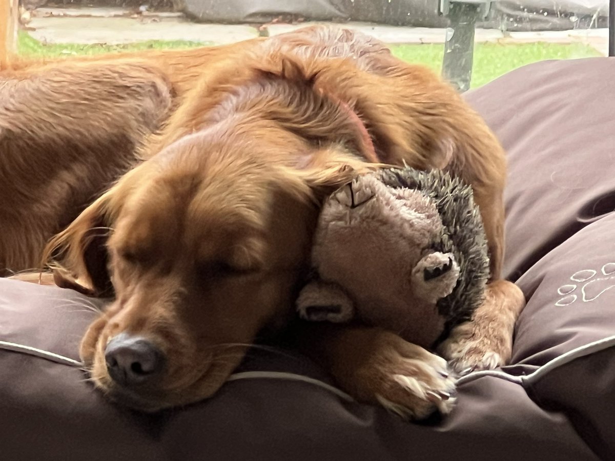 Our driver took us to Braintree police station today as we had an invite to meet the teams to celebrate #ResponsePolicingWeek. After meeting lots of officers and staff we needed a nap.. and a hedgehog! @PBaloo @OscarKiloNine @BJH251 @DCCAndyProphet