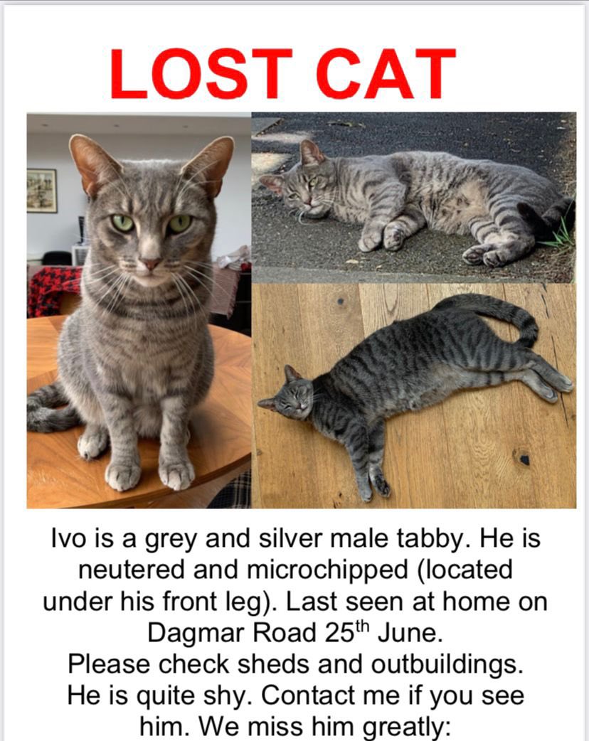 Missing cat Ivo (belongs to family) in N4 Finsbury Park London. Neutered and chipped. Missed greatly. Pls share / RT and msg me with any leads x #finsburypark #haringey #N4 #hackney #lostcat #foundcat #missing #CatsOfTwitter #tabby #lost #lostandfound  #london #n4 #northlondon