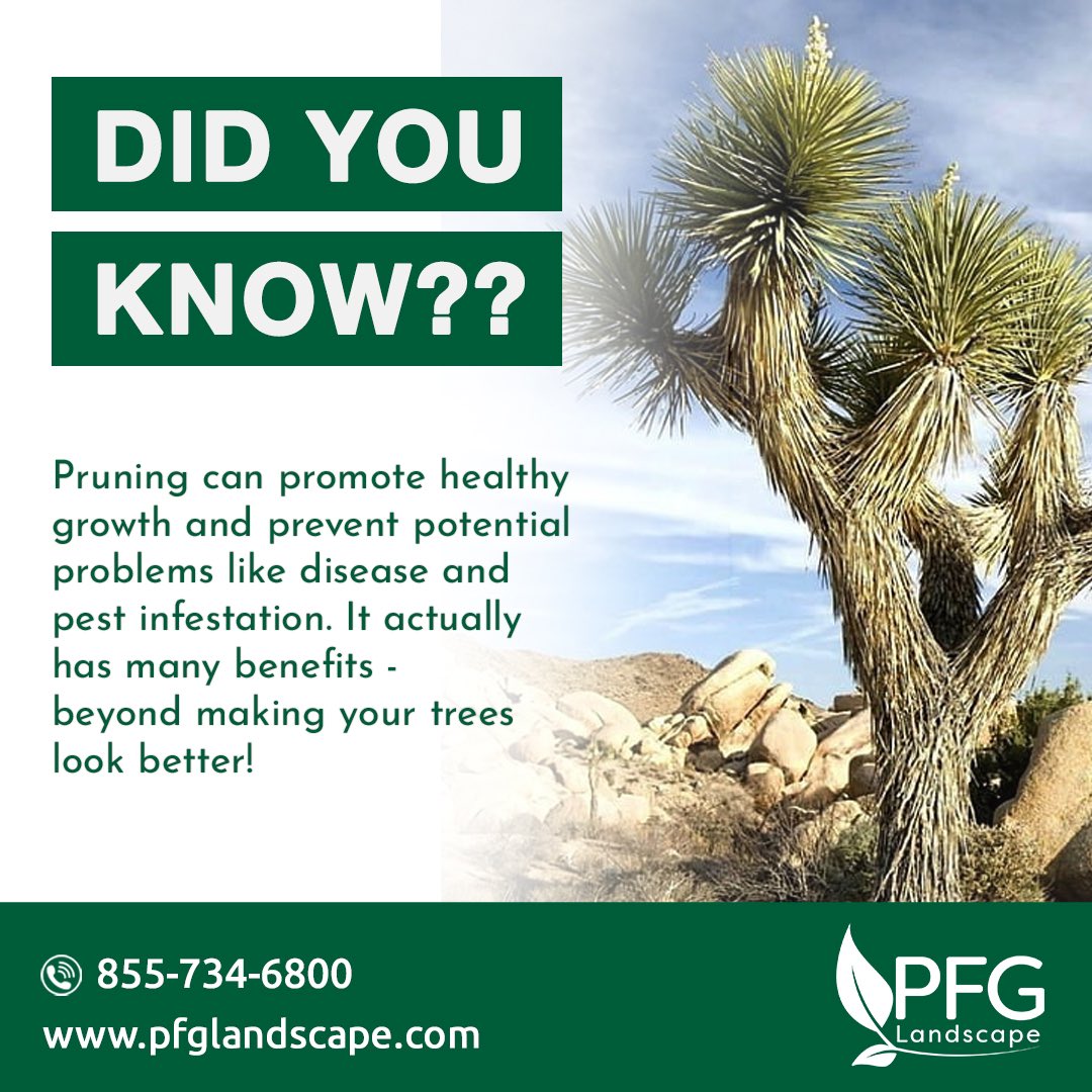 Pruning is a MUST when it comes to maintaining the health of your trees. 

If you want your trees to look green and lustrous, remember to prune them regularly.

peterferrandinogroup.com

#PFGLandscape #pruningtrees #DidYouKnow #landscapingservices #phoenixarizona #TreeCare