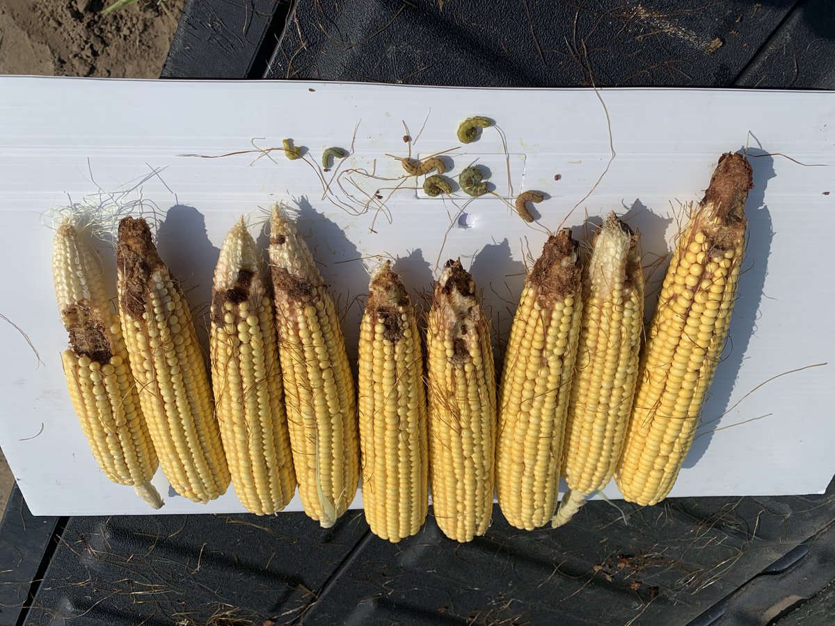 Refuge corn doing it’s job of generating susceptible ear worms.  Infested nearly 100%.  This is a cautionary tale for cotton and soybeans in about 3 weeks at the latitude of Scott, MS.  KEEP SCOUTING!!!  <a href="/Asgrow_DEKALB/">DEKALB Asgrow Seed</a> <a href="/ideasgotogrow/">Bayer Crop Science, Scott LC</a> <a href="/Bugman70/">Jay Mahaffey</a>