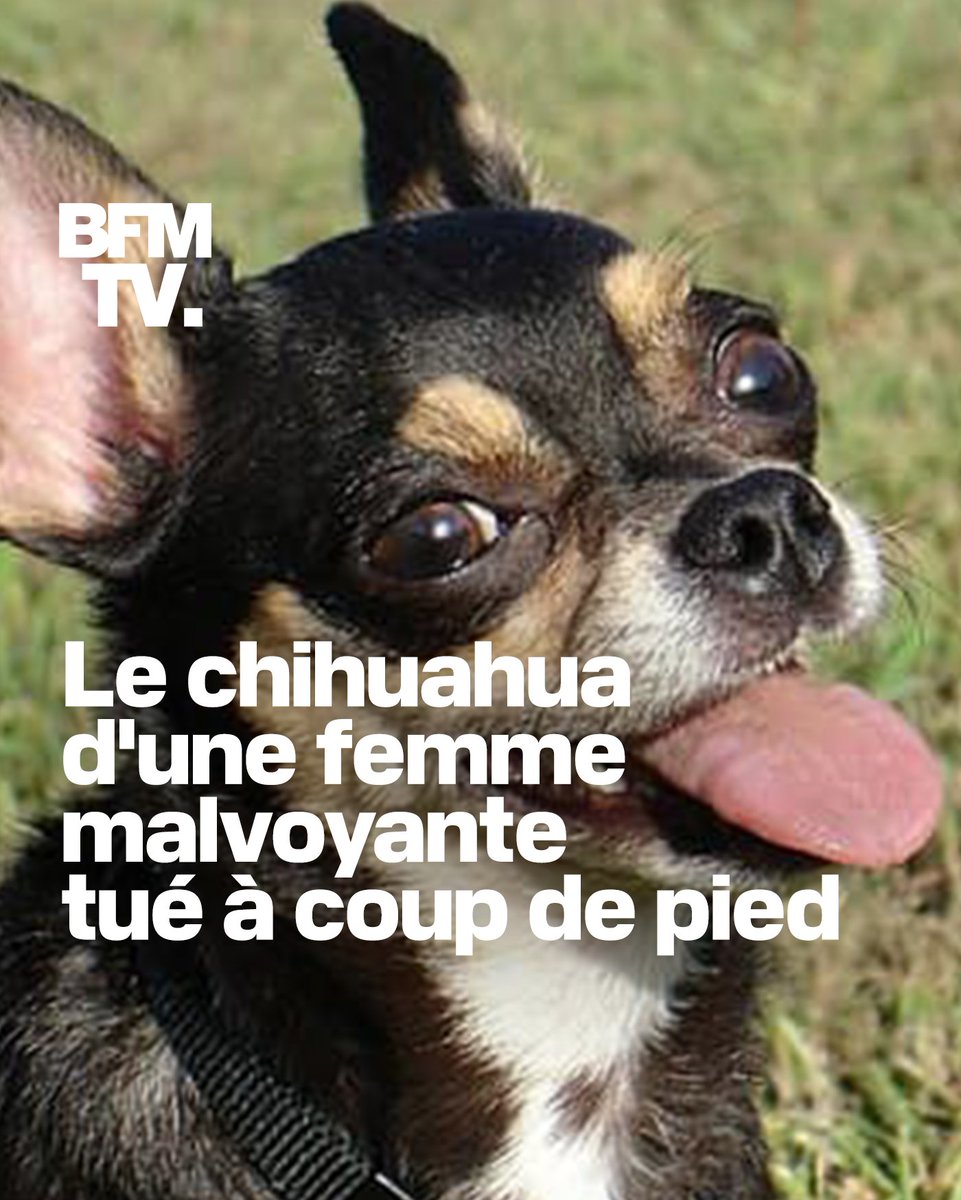 BFMTV's tweet image. Un petit chien a été tué par des mineurs, ce vendredi, à Compiègne (Oise). Pour sa maîtresse malvoyante, c&apos;est un choc. 
Il s&apos;agirait d&apos;un ou deux mineurs qui seraient responsables de la mort du petit chien. &quot;Les jeunes auraient dit à la dame: &apos;on va voir si vous êtes vraiment…