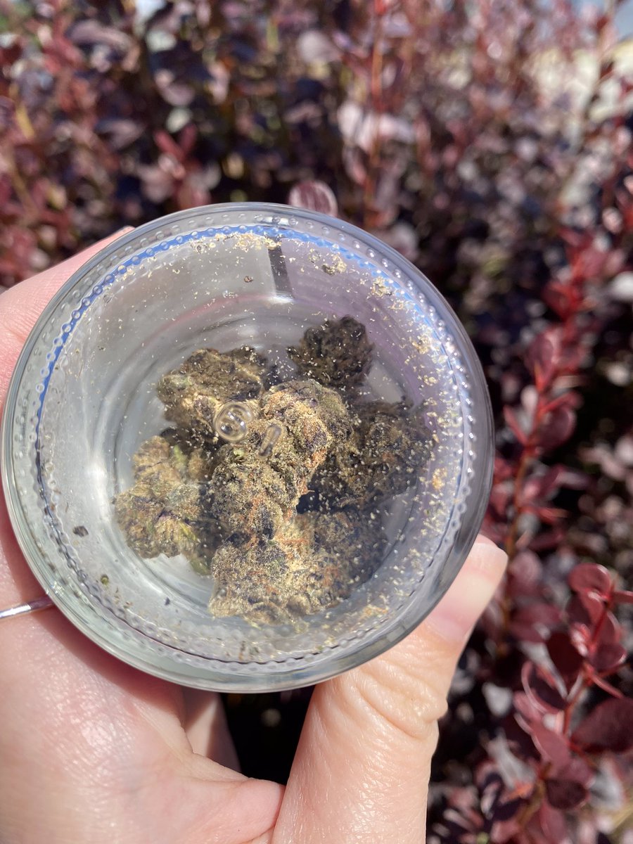 WorldofWeedRec's tweet image. Here’s a beautiful close up of the amazing Grape Gasoline from Good Earth!

Check it out and many other delicious strains 30% off today only 😏

#deals #goodearth #cannabiscommunity #flower #grapegasoline