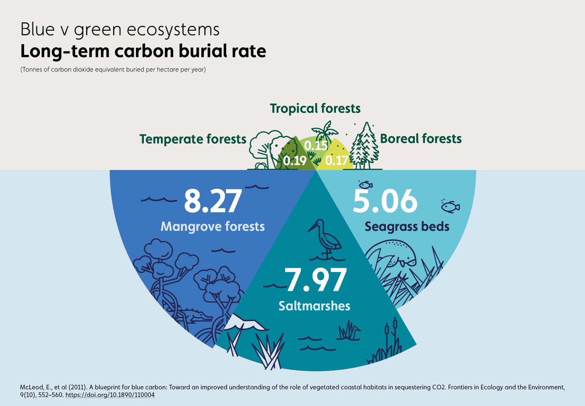 This visual shows the incredible carbon-storing properties of saltmarsh mud! Find out more 👉 ow.ly/uKy850OZJcX

#InternationalMudDay #BlueCarbon #WetlandsCan