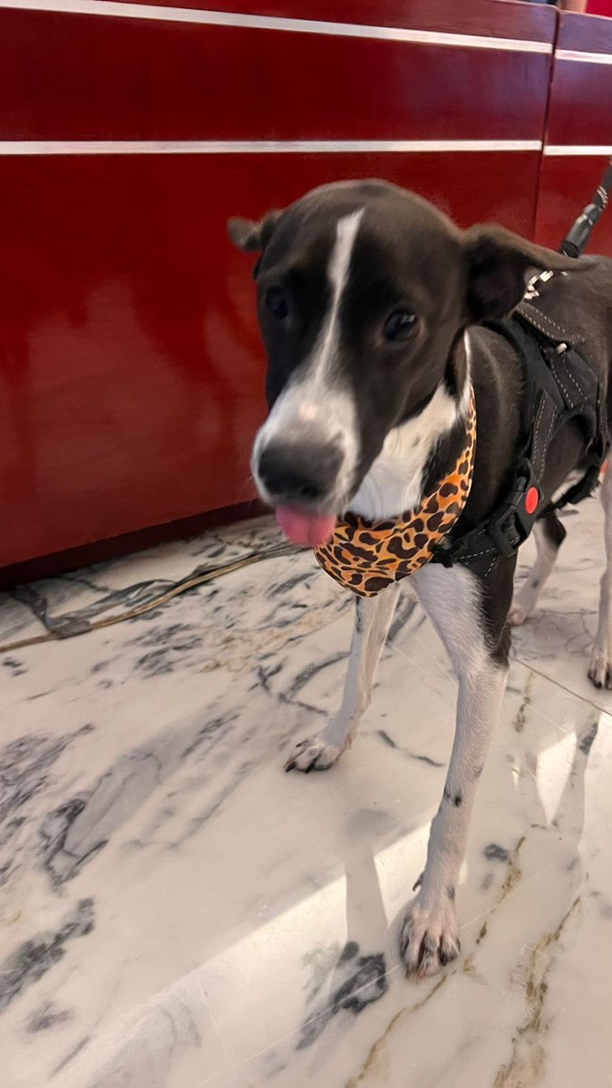 LaydaSansores's tweet photo. Hoy nos visitó #Prasy de Contraloría, con su pañoleta del Jaguar. https://t.co/53VsYnJ7JT