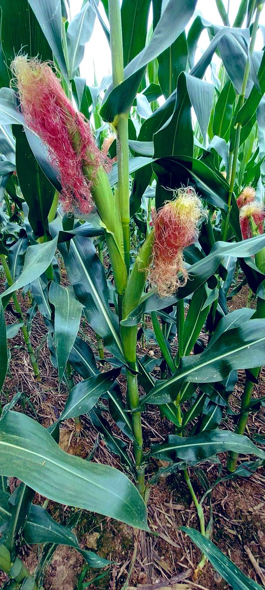 Les semis #Sem’Expert du 8 avril sont les plus jolis #SD du printemps (☔️ 140 mm du 15/04 au 15/05) 🔛 #P9074E @PioneerSeeds Demi- précoce C1 Waxy 🌽 en floraison depuis 5 jours 🔜 Récolte prévue début septembre