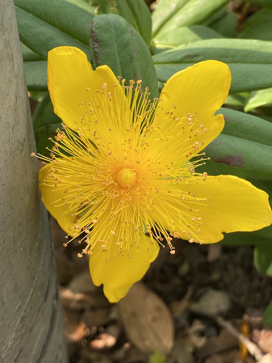 funnyson30's tweet image. Johanniskrautblüte für die TL #Hypericum #Juni