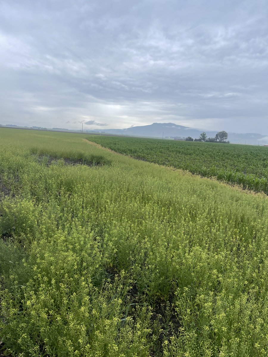 Field Crops Entomology-Oregon State University tweet media