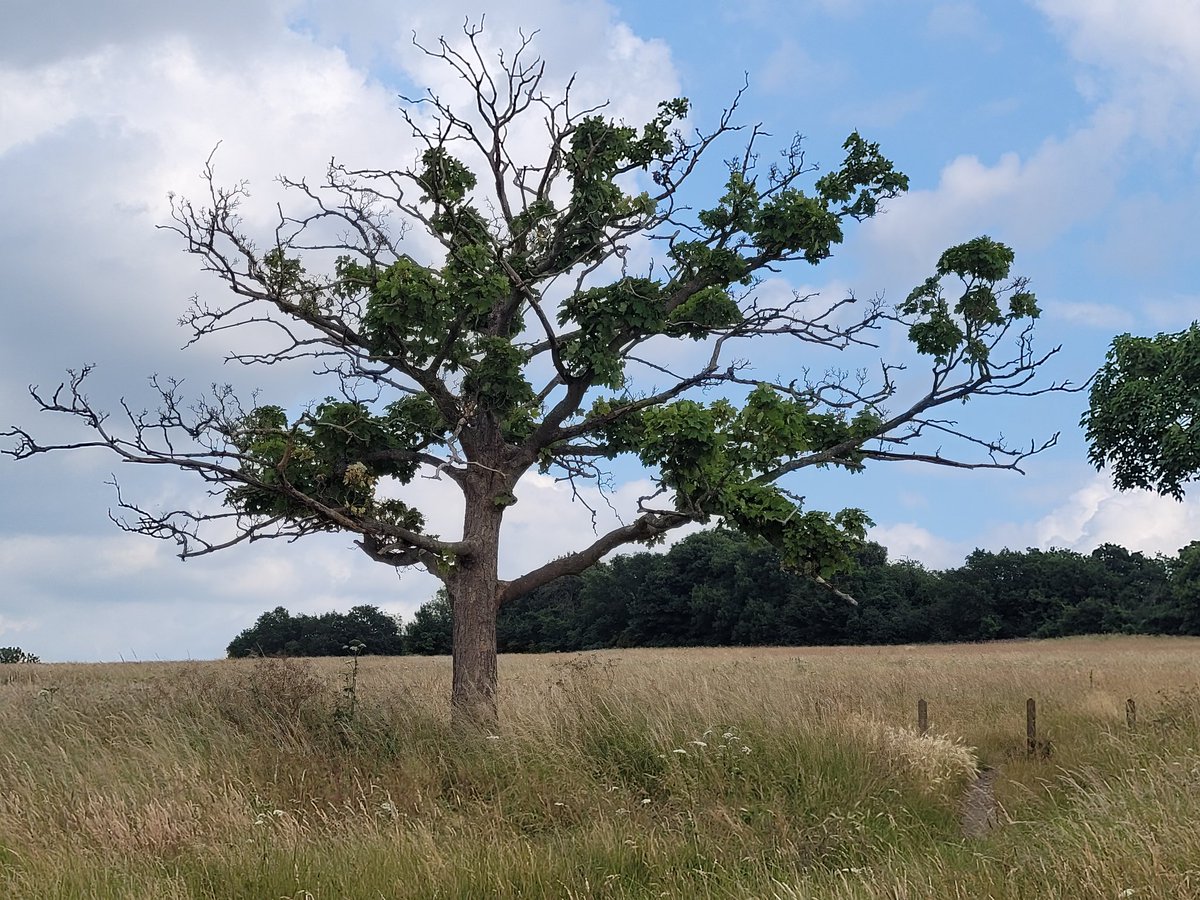 Merrow Downs never fails to amaze, from far away and close up.
