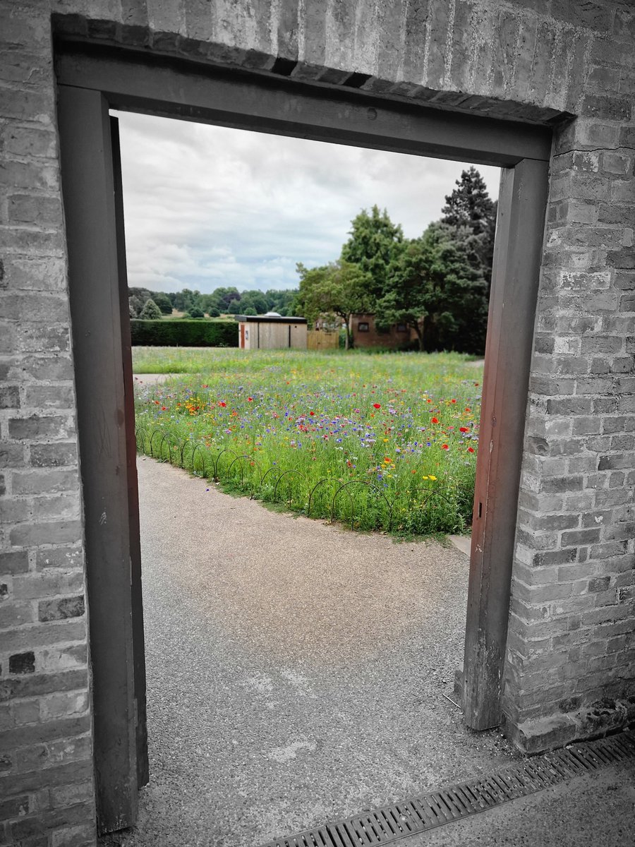 #walledgarden #WildFlower