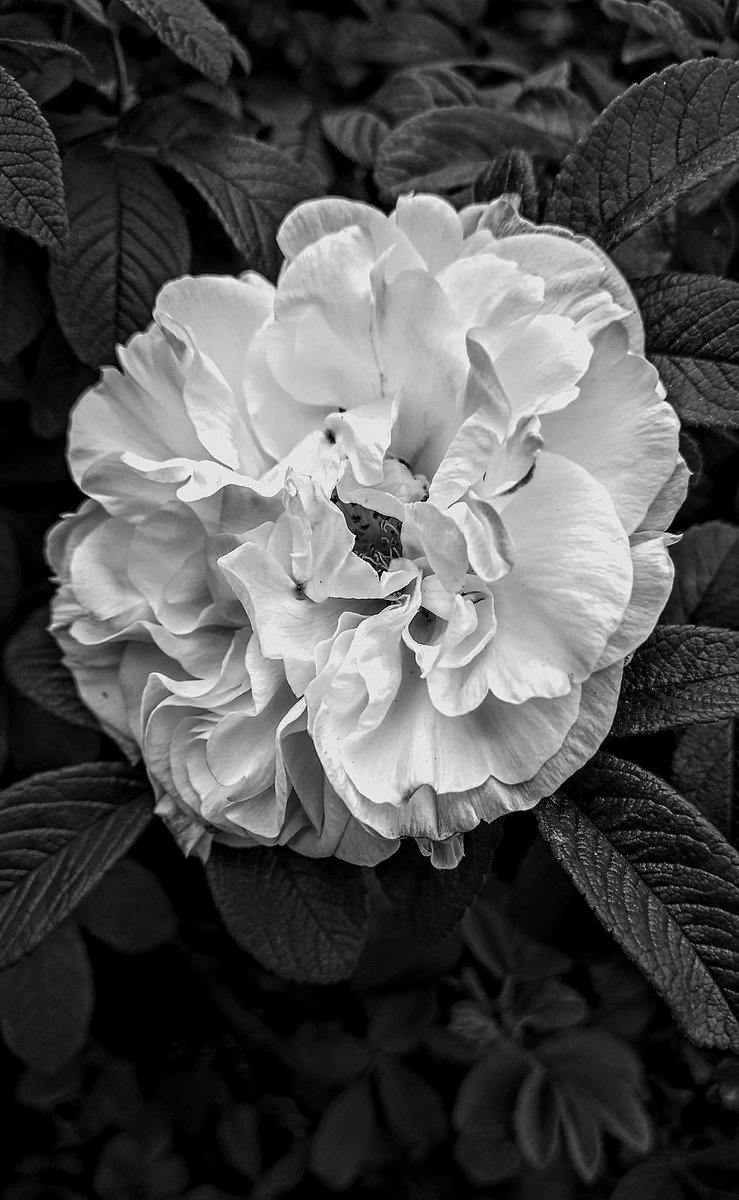 Anthony Hunter (@anthonyhunter69) on Twitter photo #BW #flower 🙂
@Nokia @NokiaMobile <a href="/hmd_global/">HMD Global</a> @HMDGlobal <a href="/TheLightCo/">Light</a> <a href="/teampureview/">TeamPureView</a> <a href="/NokiamobBlog/">NokiaMob</a> #nokia #nokia9 #photography #phoneography #5lenses #fivelenses #capturedbylight #shotonnokia #nokiamobile <a href="/goteborgcom/">Göteborg/Gothenburg</a> #rose #nature #BW #flower 🙂
@Nokia @NokiaMobile <a href="/hmd_global/">HMD Global</a> @HMDGlobal <a href="/TheLightCo/">Light</a> <a href="/teampureview/">TeamPureView</a> <a href="/NokiamobBlog/">NokiaMob</a> #nokia #nokia9 #photography #phoneography #5lenses #fivelenses #capturedbylight #shotonnokia #nokiamobile <a href="/goteborgcom/">Göteborg/Gothenburg</a> #rose #nature