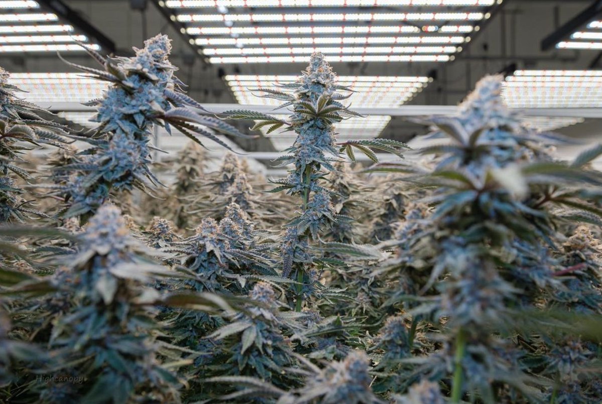 butterworldmi's tweet photo. We truly believe there is a strain for everyone, and our consumers should always expect exceptional quality, that few are able to produce 🧈🌎

#letsbuildabutterworld #butter #buttercannabisco #cultivation https://t.co/iwERh98NQY